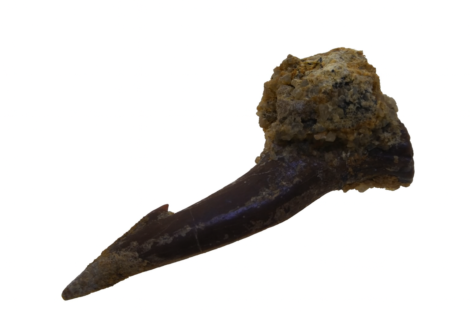 Sawfish Rostral Spine